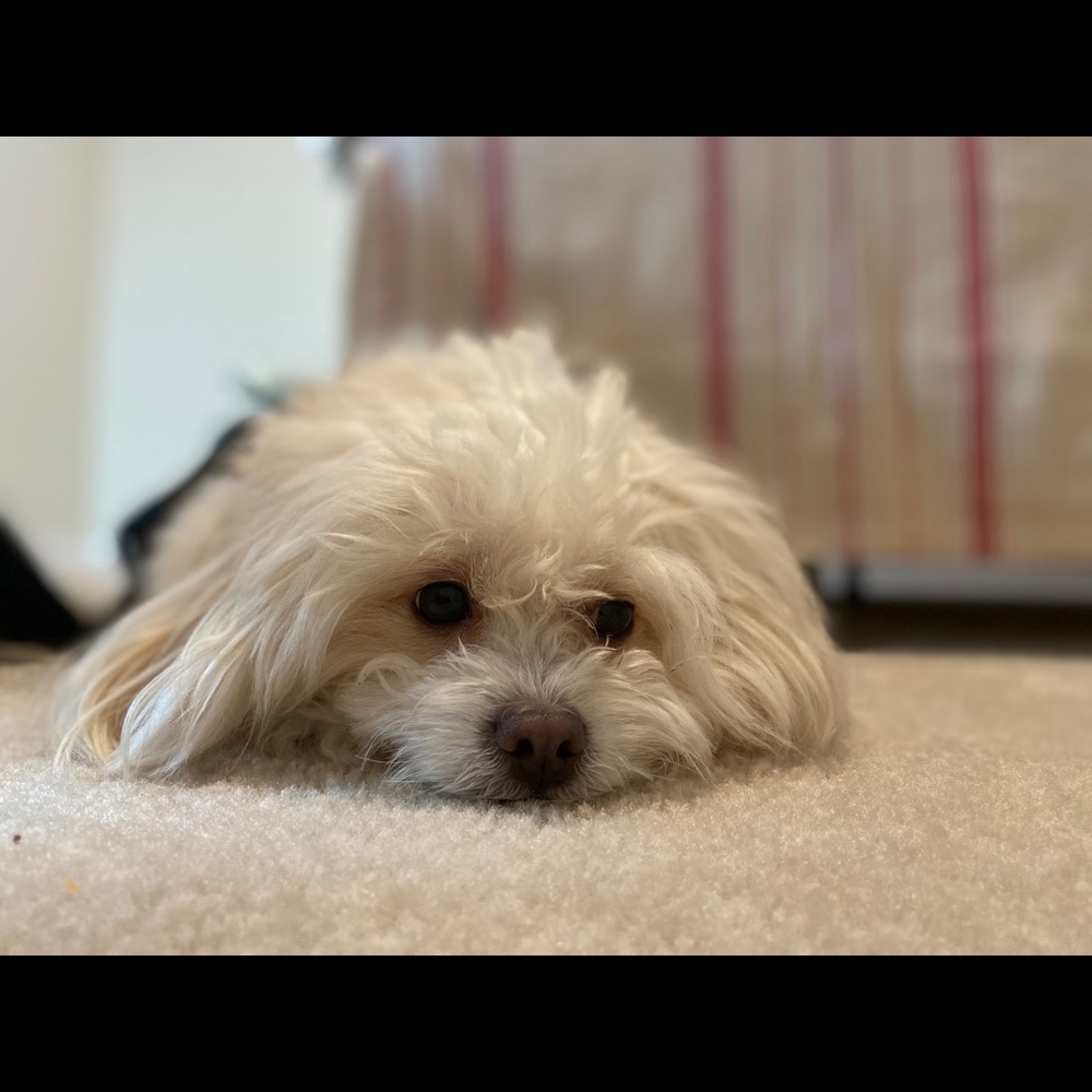 Meet your Posher, Hannah